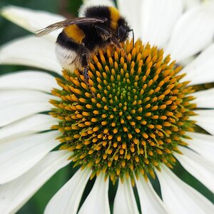 Insect and flower