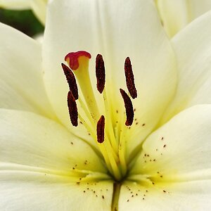 Stamens