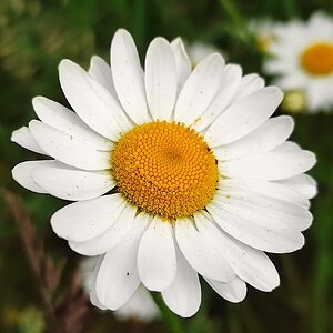 Daisy