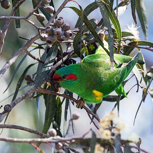 Musk lorikeet