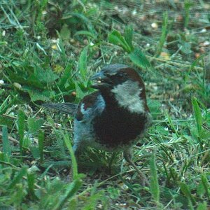 House Sparrow.jpg