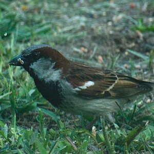 House Sparrow5.jpg