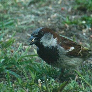 House Sparrow.jpg