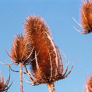 thistles_52973673789_o.jpg