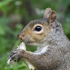 Squirrel Eating A Mushroom