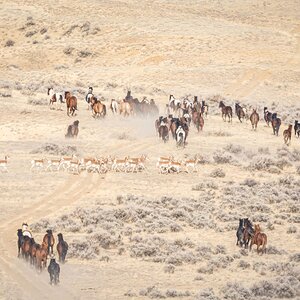 Pronghorn Express.jpg