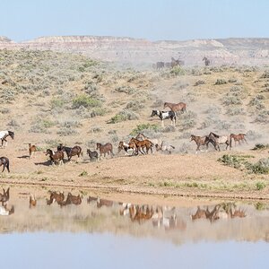 Race You Down to the Waterhole.jpg