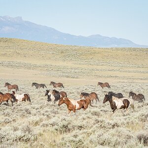 Through the Sagebrush 1 of 1.jpg