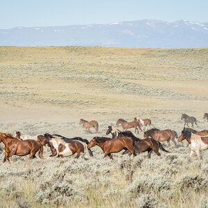 Through the Sagebrush 1 of 2.jpeg