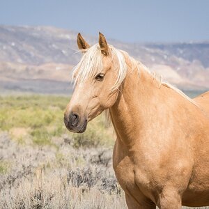 Adobe Town Adopted Palomino 2