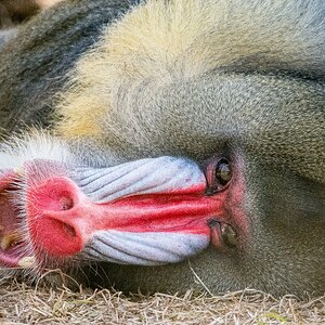 Mandrill 2