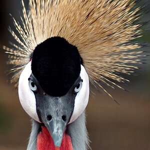 Crowned Crane