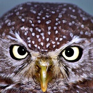 Burrowing Owl