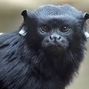 Tamarin monkey