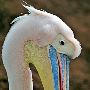 Pelican