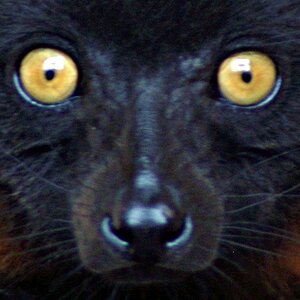 Close up of a Brown Lemur