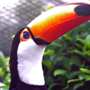 Toucan