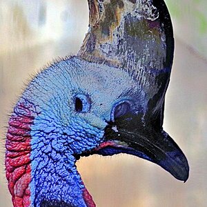 Cassowary