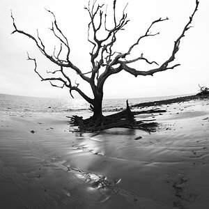 Driftwood Beach, Jekyll Island, GA