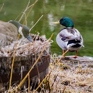 Mallard-Goose.jpg