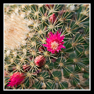 Cactus Flower