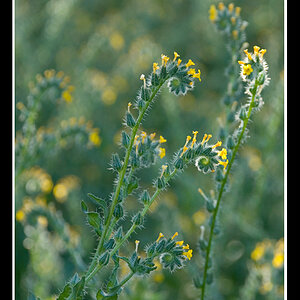 Fiddleneck