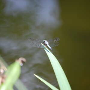 Dragonfly