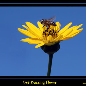 Bee Buzzing Yellow Flower