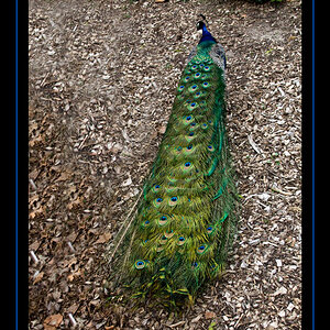 Peacock out for a Stroll