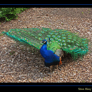 Spreading His Feathers