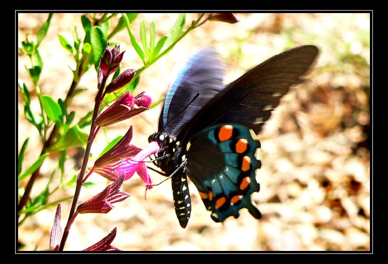 3267-butterfly1
