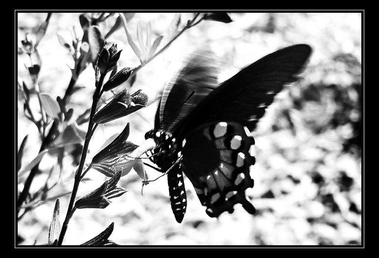 3267-butterfly1BW