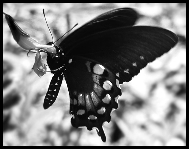3267-butterfly2