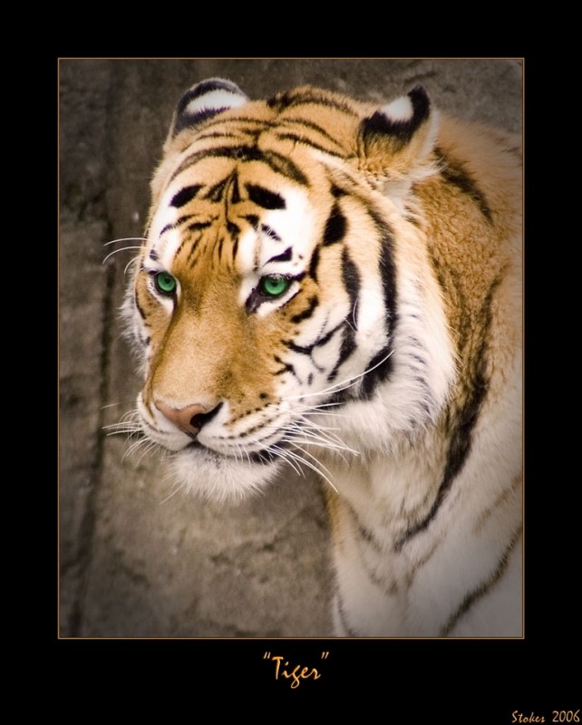 4189-Tiger