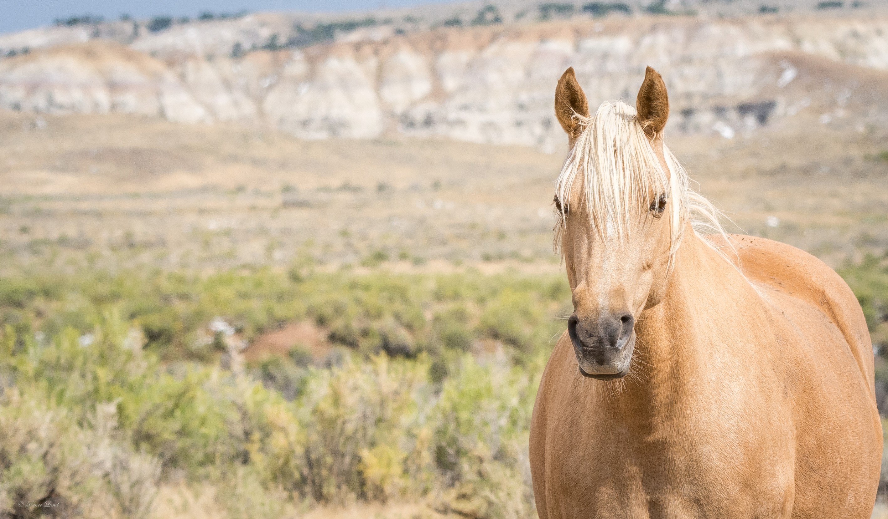 Adobe Town Adopted Palomino 1