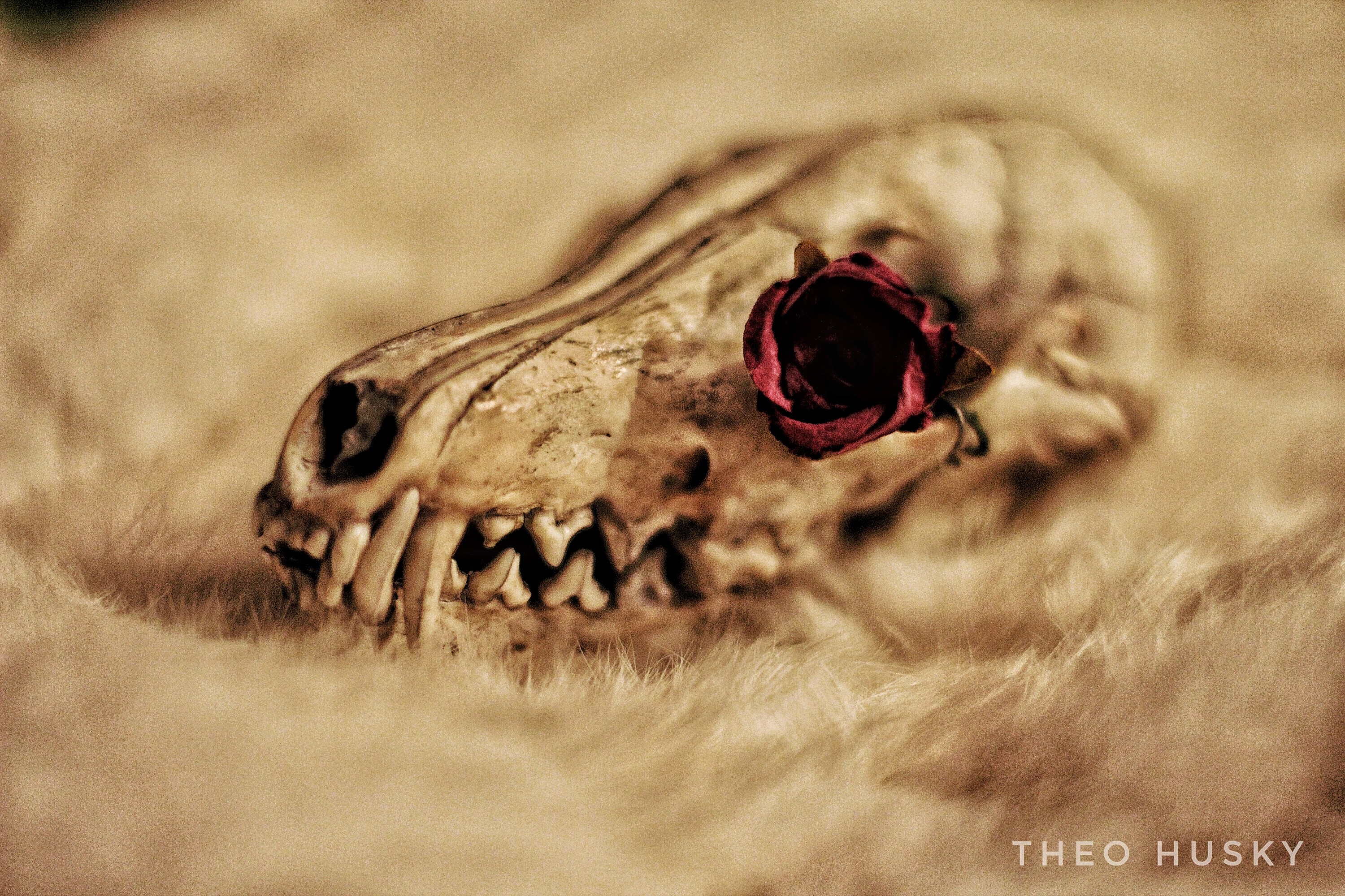 Dead Rose 1