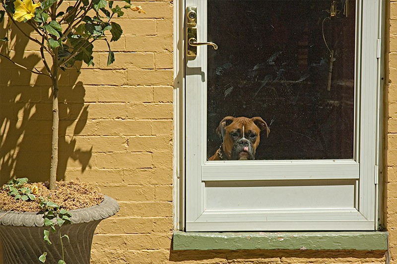 Dog in Door