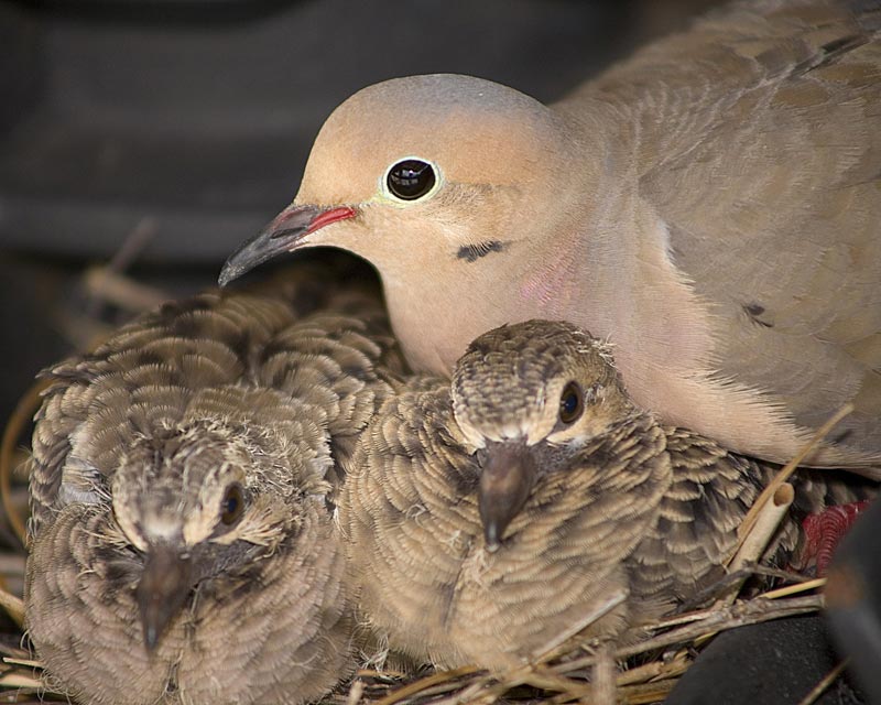 Dove and babies