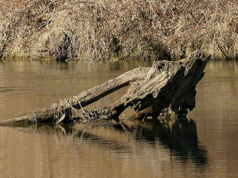 Driftwood