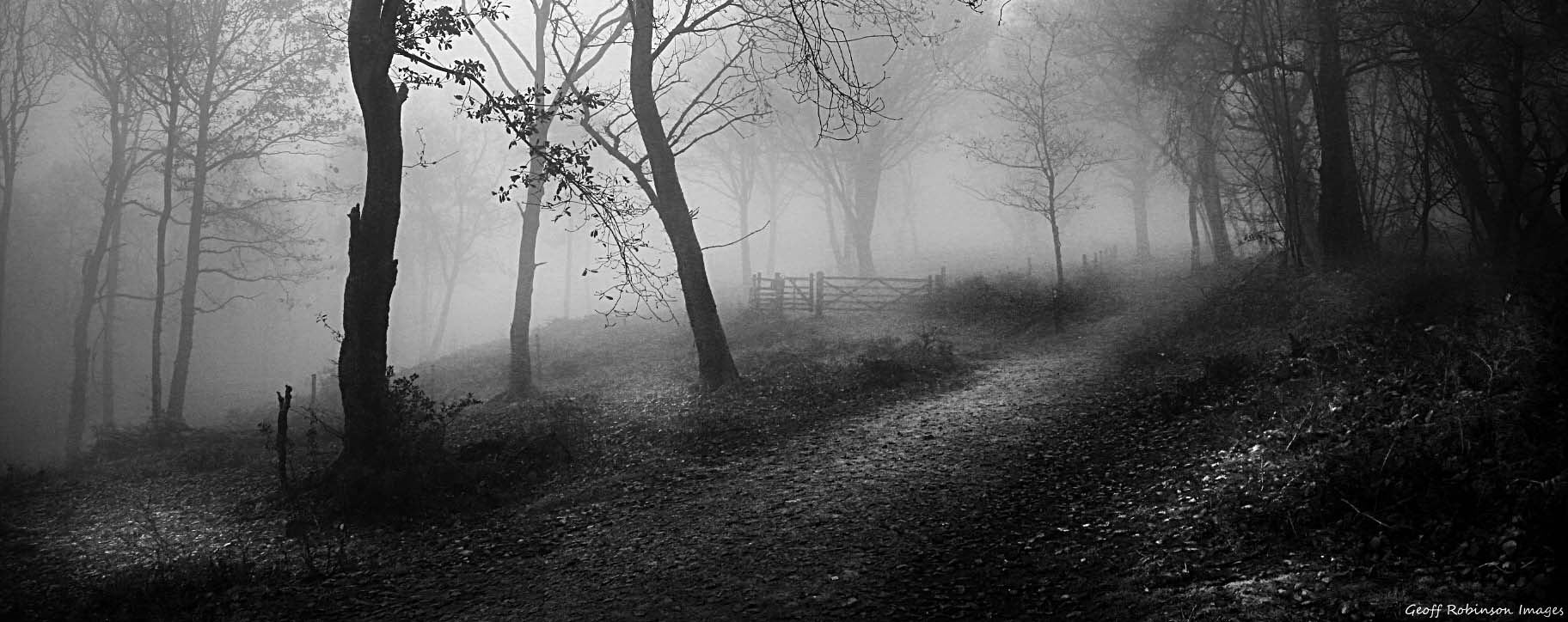 Foggy Woodland