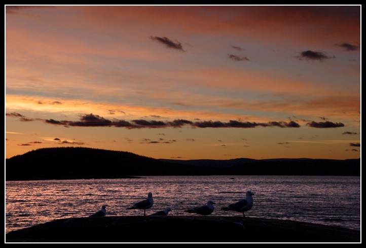 Gulls at Sunset