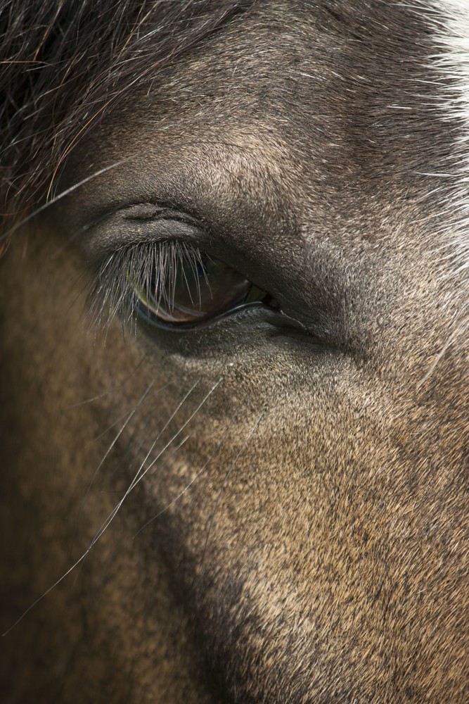 Horse Eye