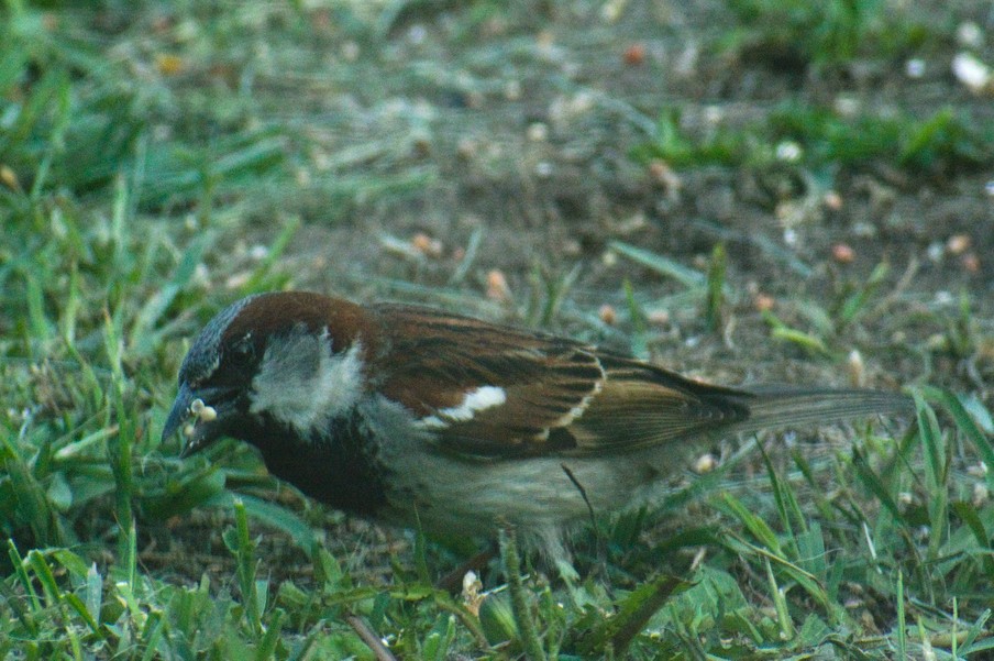 House Sparrow3.jpg