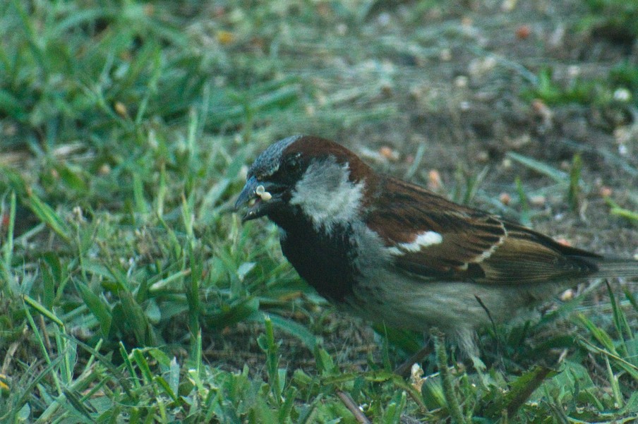 House Sparrow4.jpg