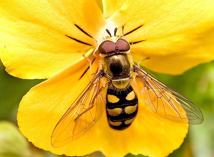 hoverfly