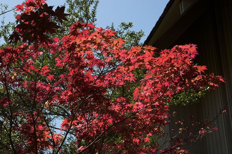 Japanese Maple