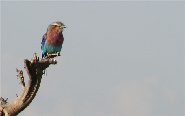 Lilac breasted Roller