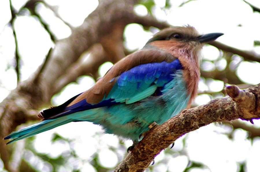 Lilac breasted Roller