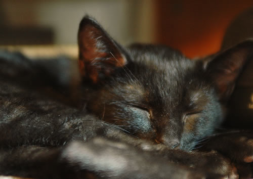 Midnight My Kitten