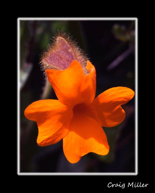 Orange Clock vine